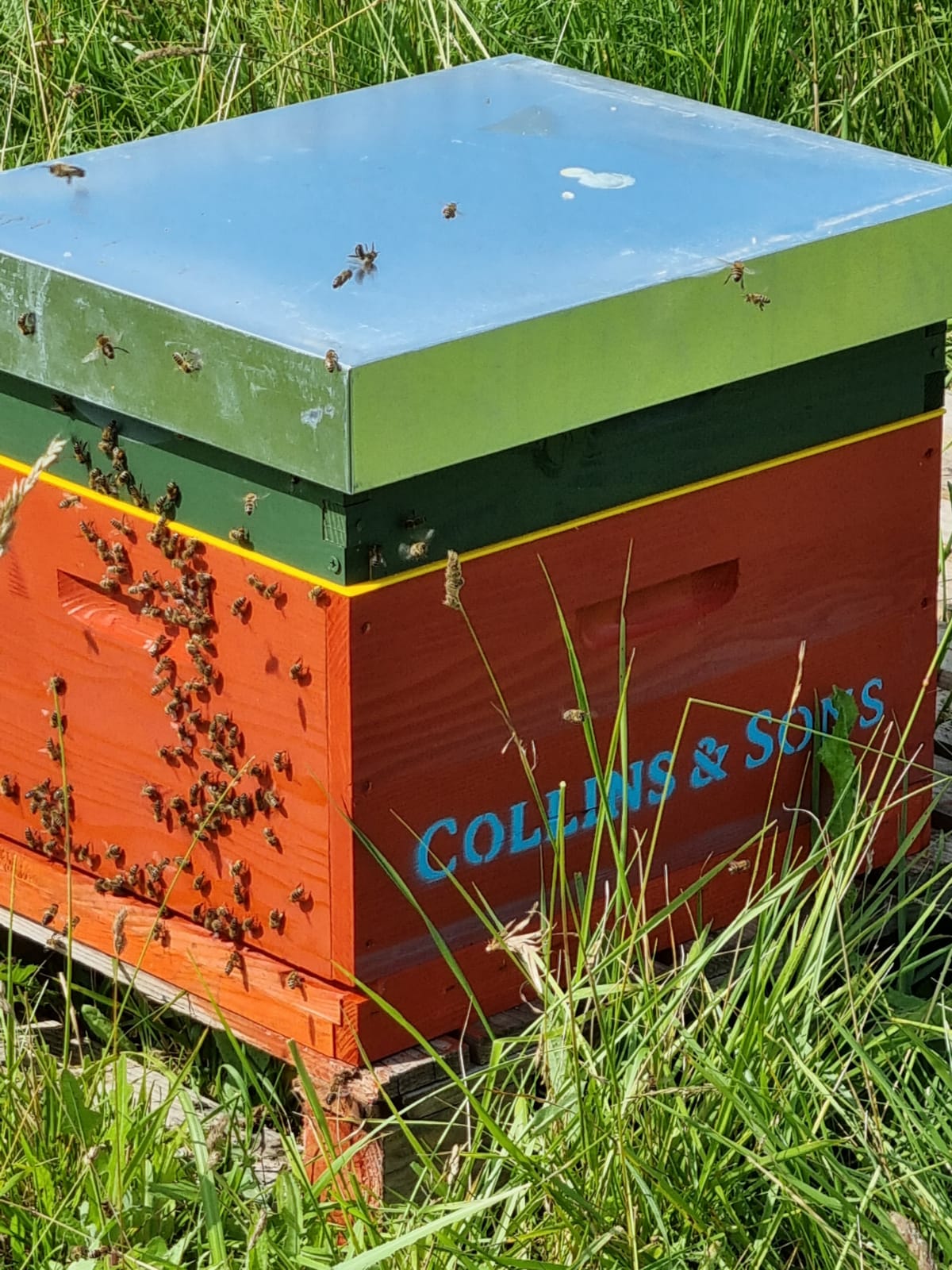 Collins and Sons Bee Farming Ltd to Collins and Sons Bee